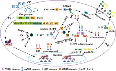 Interactions Between <mark class="highlighted">Enteroviruses</mark> and the Inflammasome: New Insights Into Viral Pathogenesis
